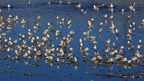 Seagulls and Sea Stock Footage 92402446