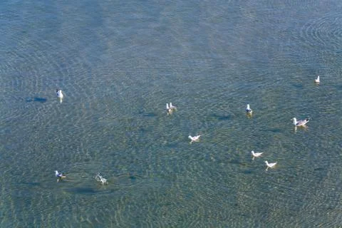 Seagulls and sea Stock Photos