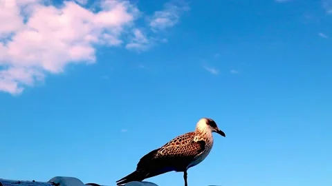 SEAGULLS AND SKY Stock Footage 202228251