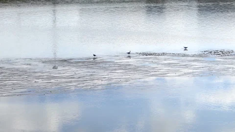 Seagulls and storks Stock Footage 160219394
