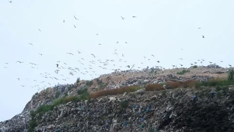Seagulls and storks at a large garbage dump, a landfill. Birds fly over the Stock Footage 203883259