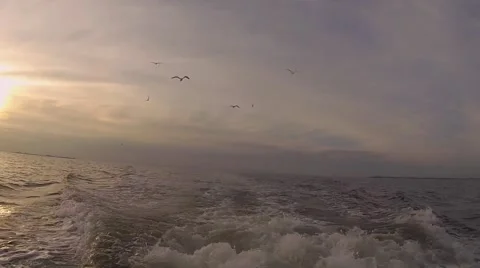 Seagulls and Sunset Video stock 40623313