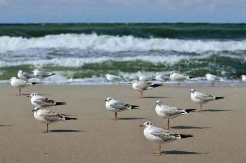 Seagulls and the surf Stock Photos