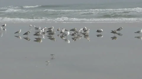 Seagulls and terns Stock Footage 48517360
