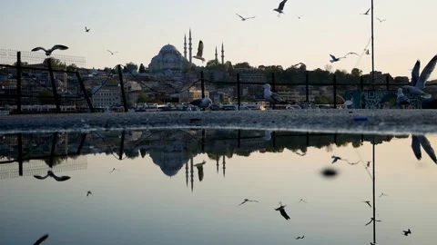 Seagulls and their reflection on water. Stock Footage 130966985