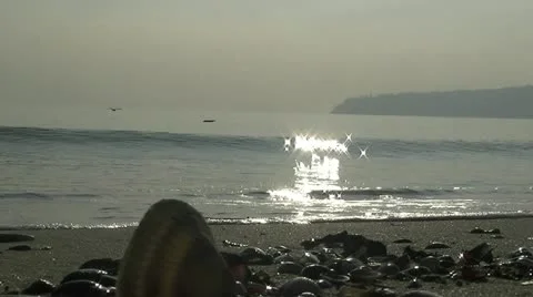 The Seagulls and the waves 動画素材 12799009