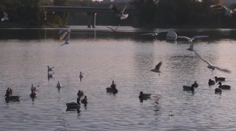 Seagulls and wild ducks Vídeos de archivo 20489643