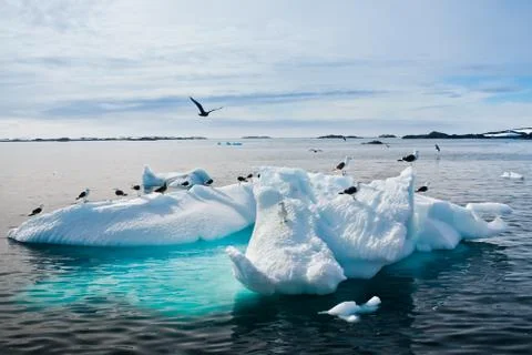 Seagulls in Antarctica Fotos Stock