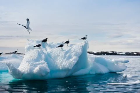 Seagulls in Antarctica Foto stock