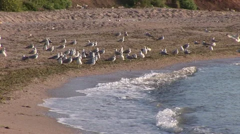 Seagulls approaching the sea Stock Footage 41211276