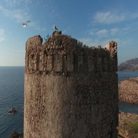 Seagulls on Aragonese Tower Stock Footage 69736784