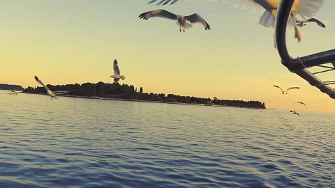 Seagulls Are Chasing A Boat Motor And Fishing Boats In The Background. Stock Footage 243291328