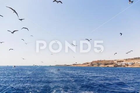 Seagulls are diving in water to catch food. Natural background with ocean wav Stock Photos