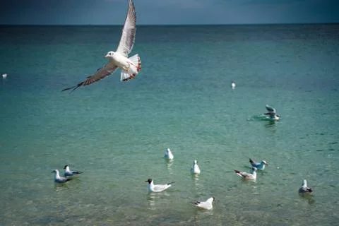 Seagulls are float and fly over the sea surface Stock Photos