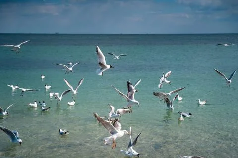 Seagulls are float and fly over the sea surface Stock Photos