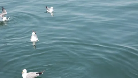 Seagulls Are Floating On The Ocean Stock Footage 244516335