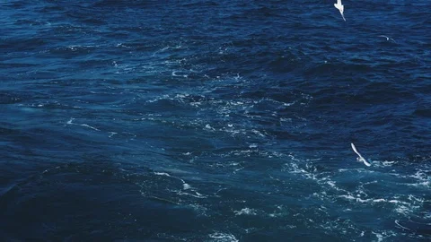 Seagulls are flying behind Stock Footage 125161818