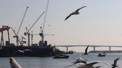 Seagulls are flying fast over the sea. Stock Footage 101659160