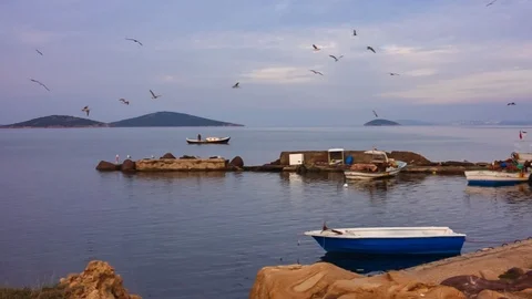 Seagulls are flying over an old port Video stock 100248740