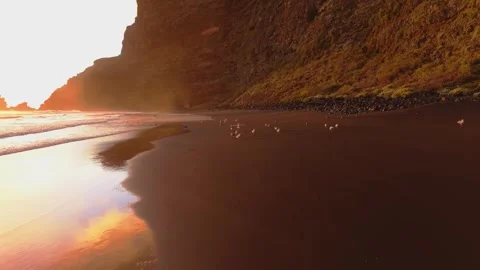 Seagulls are flying over the sandy beach of playa nogales in front of high Stock Footage 308420837