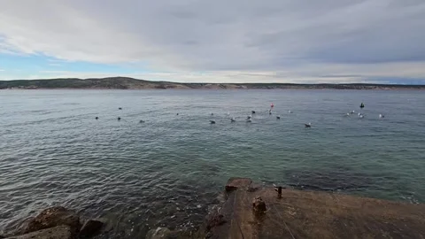 The seagulls are gathering Stock Footage 295195765
