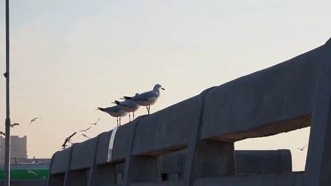 Seagulls are perched on the edge of the cement bridge. Stock Footage 168374321