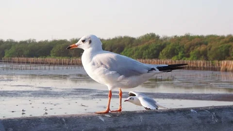 Seagulls are perched on the edge of the cement bridge. Stock Footage 168374939