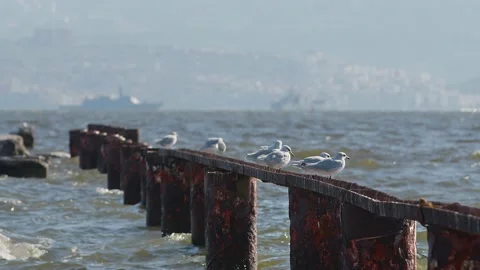 Seagulls Are Perched Stock Footage 209478738