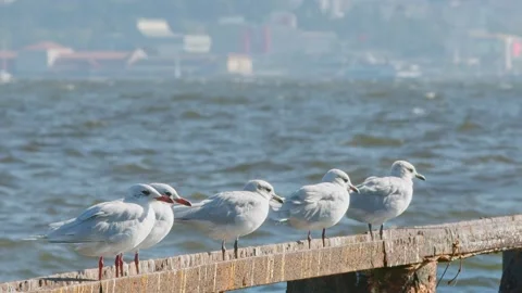 Seagulls Are Perched Stock Footage 209988448