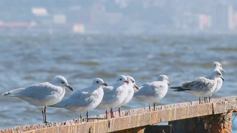 Seagulls Are Perched Stock Footage 209994047