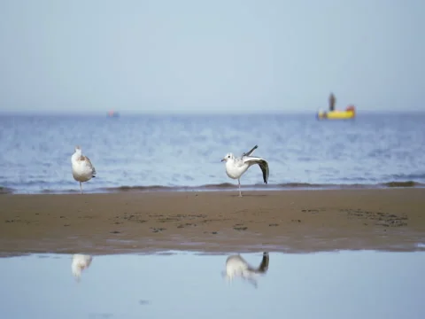 Seagulls are resting on coast  at low tide Stock Footage 80726342