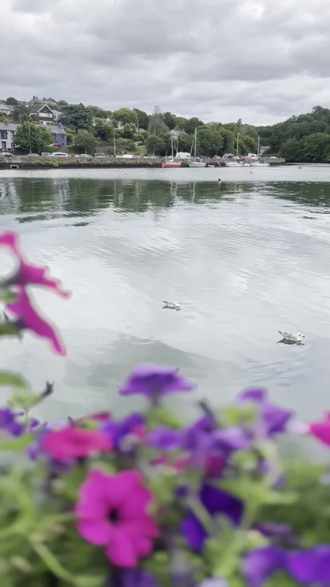 The seagulls are resting on the surface of the sea - Vertical. Stock Footage 285337584