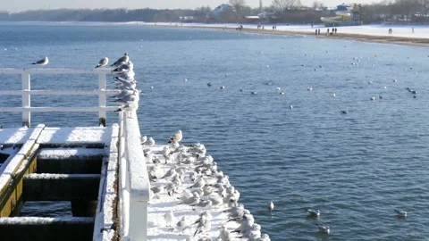 Seagulls Are Resting On A White Pier. Stock Footage 90803598