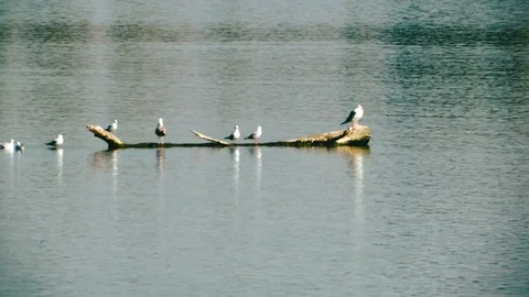 Seagulls are sitting on a dry tree on the water Video stock 96154419