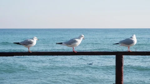 Seagulls are sitting on a metal structure against the background of the sea. Видео 122947367