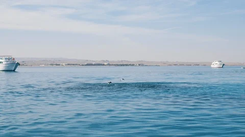 Seagulls attack fish in water Stock Footage 86359707