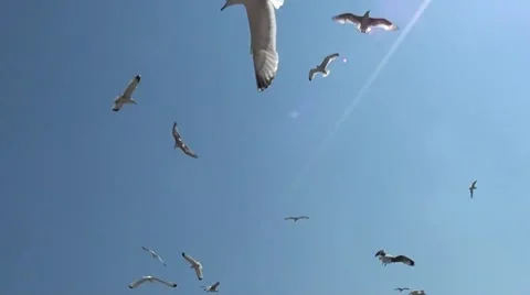 Seagulls attack Stock Footage 7746760