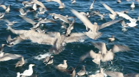 Seagulls attacking fish bait ball, san juan island, san juan islands, puget s Stock Footage 42309335