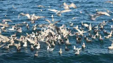 Seagulls attacking fish bait ball, san juan island, san juan islands, puget s Video stock 42309399
