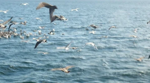 Seagulls attacking fish bait ball, san juan island, san juan islands, puget s Stock Footage 42309404