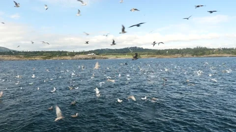 Seagulls attacking fish bait ball, san juan island, san juan islands, puget s Stock Footage 42309425