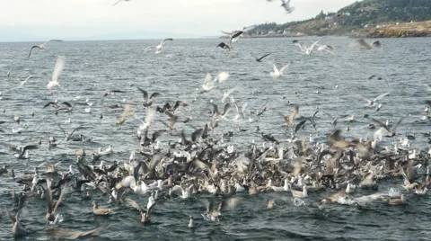 Seagulls attacking fish bait ball, san juan island, san juan islands, puget s Stock Footage 42309458