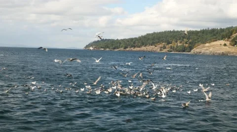 Seagulls attacking fish bait ball, san juan island, san juan islands, puget s Stock Footage 42309523