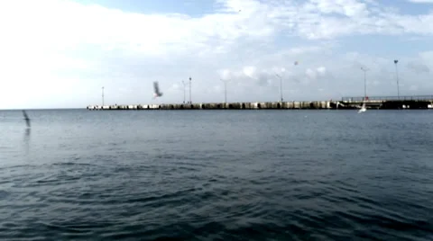 Seagulls Attacking Stock Footage 37629021