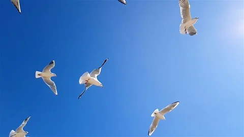 Seagulls on the background of the sky Slow Motion, larger sea gulls on the Видео 108162314