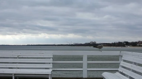 Seagulls on the Baltic Sea Video stock 105019564