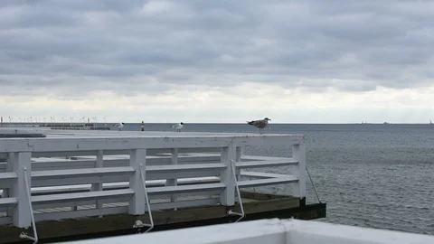 Seagulls on the Baltic Sea 스톡 동영상 105019696
