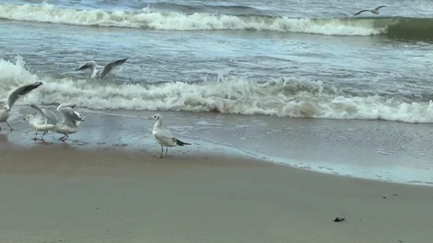 Seagulls on the Baltic sea peck bread crumbs Video stock 102467522