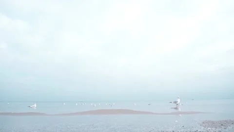 Seagulls on the Baltic sea in winter Stock Footage 123338657