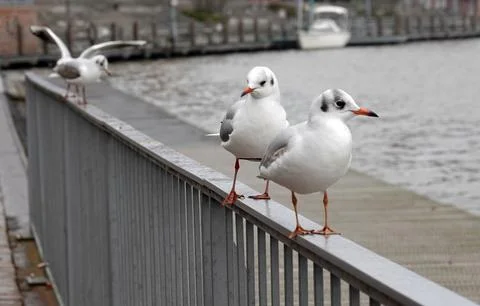 Seagulls on a balustrade Stock Photos
